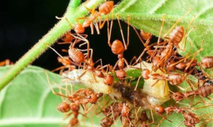 ternak kroto carajuki